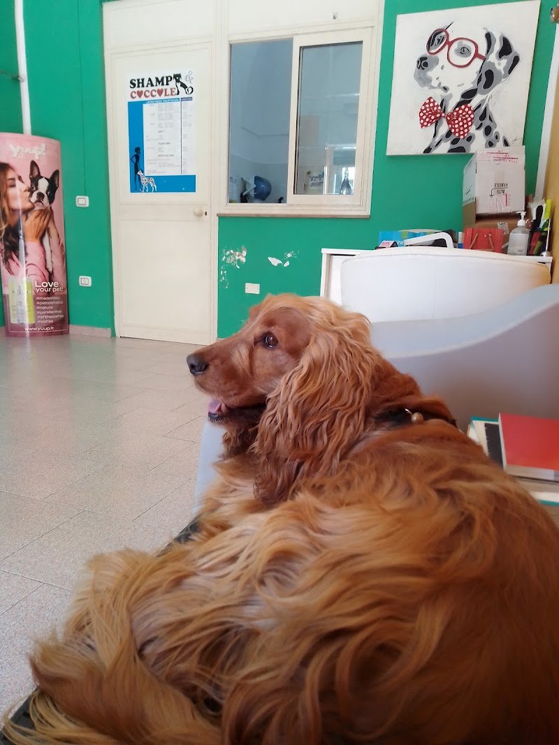 Shampi e Coccole - Toelettatura e Accessori - Foto 4