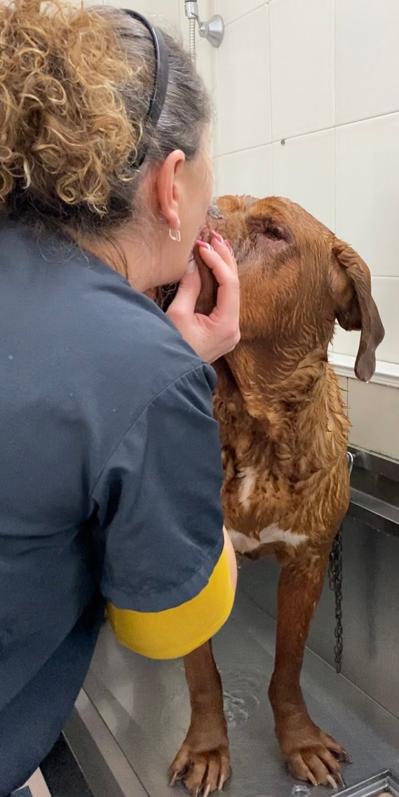 Shampi e Coccole - Toelettatura e Accessori - Foto 6