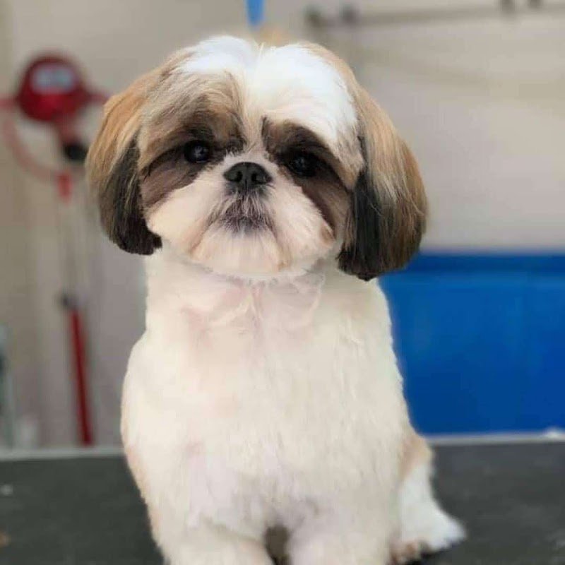 Shampoo A 4 Zampe - Foto 1