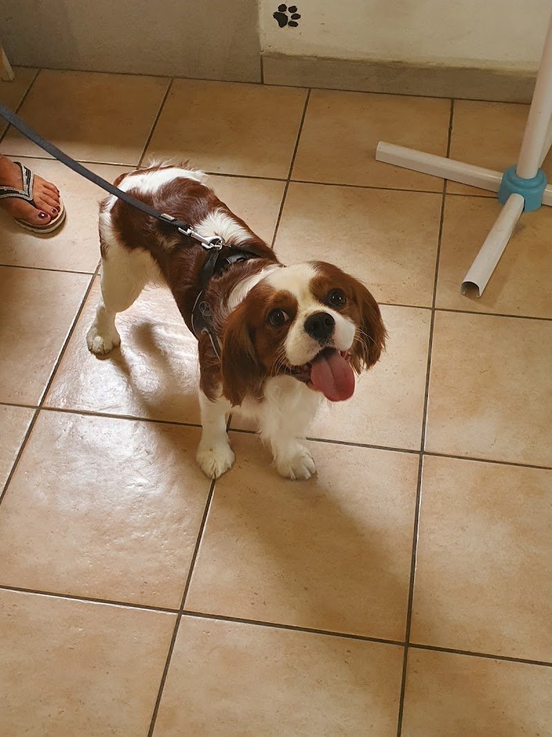 Shampoo & Coccole Di Maffi Christel - Foto 2