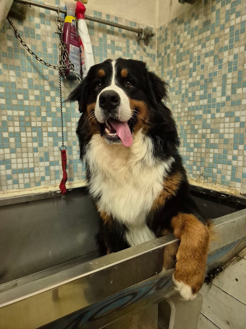 Shampoo E Coccole - Foto 2