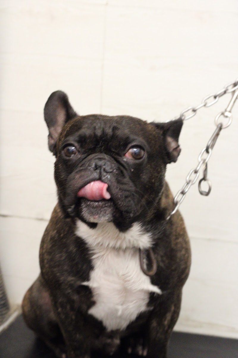 Shampoo E Coccole - Foto 3