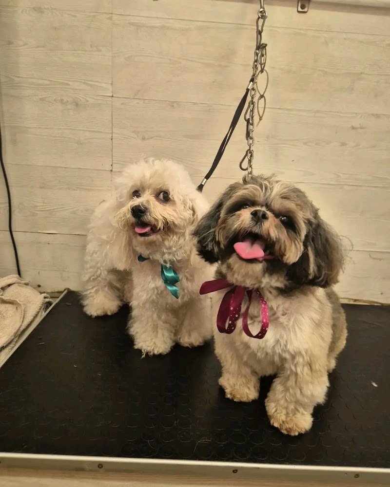 Shampoo E Coccole - Foto 4