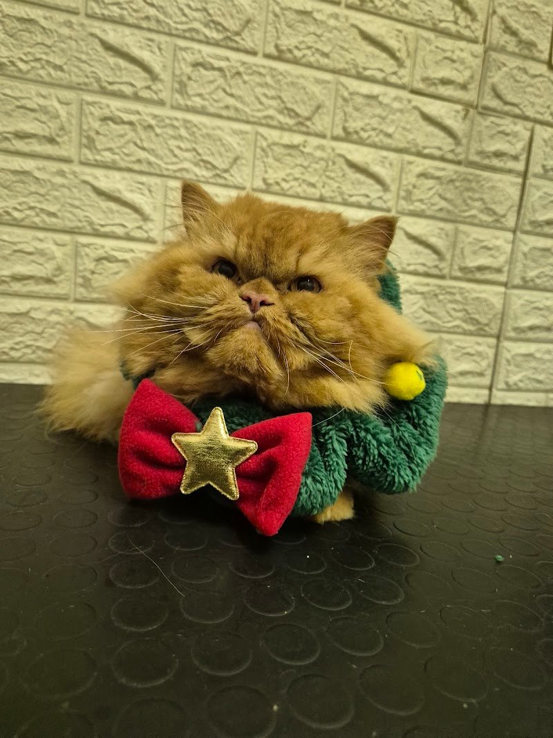 Shampoo E Coccole - Foto 5