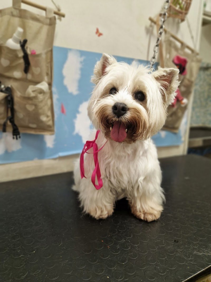 Shampoo E Coccole - Foto 6