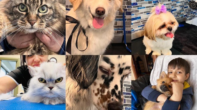 Shampoo e coccole- Toelettatura & Spa - Foto 1