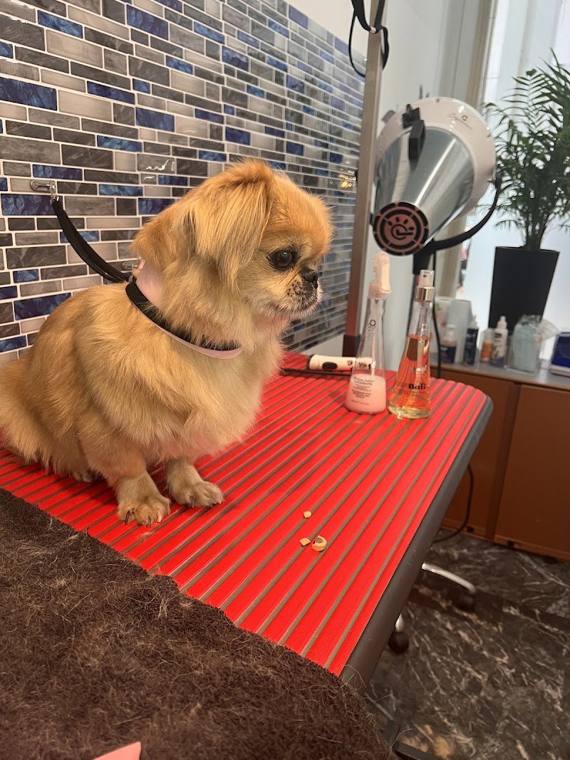 Shampoo e coccole- Toelettatura & Spa - Foto 2