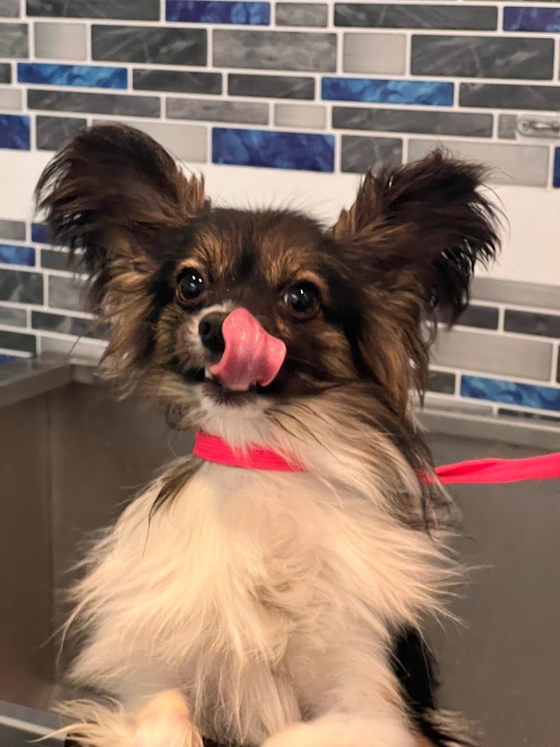 Shampoo e coccole- Toelettatura & Spa - Foto 3