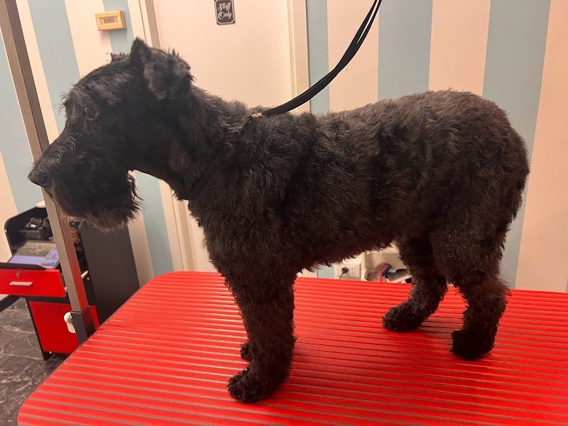 Shampoo e coccole- Toelettatura & Spa - Foto 4