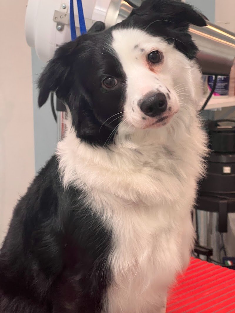 Shampoo e coccole- Toelettatura & Spa - Foto 5