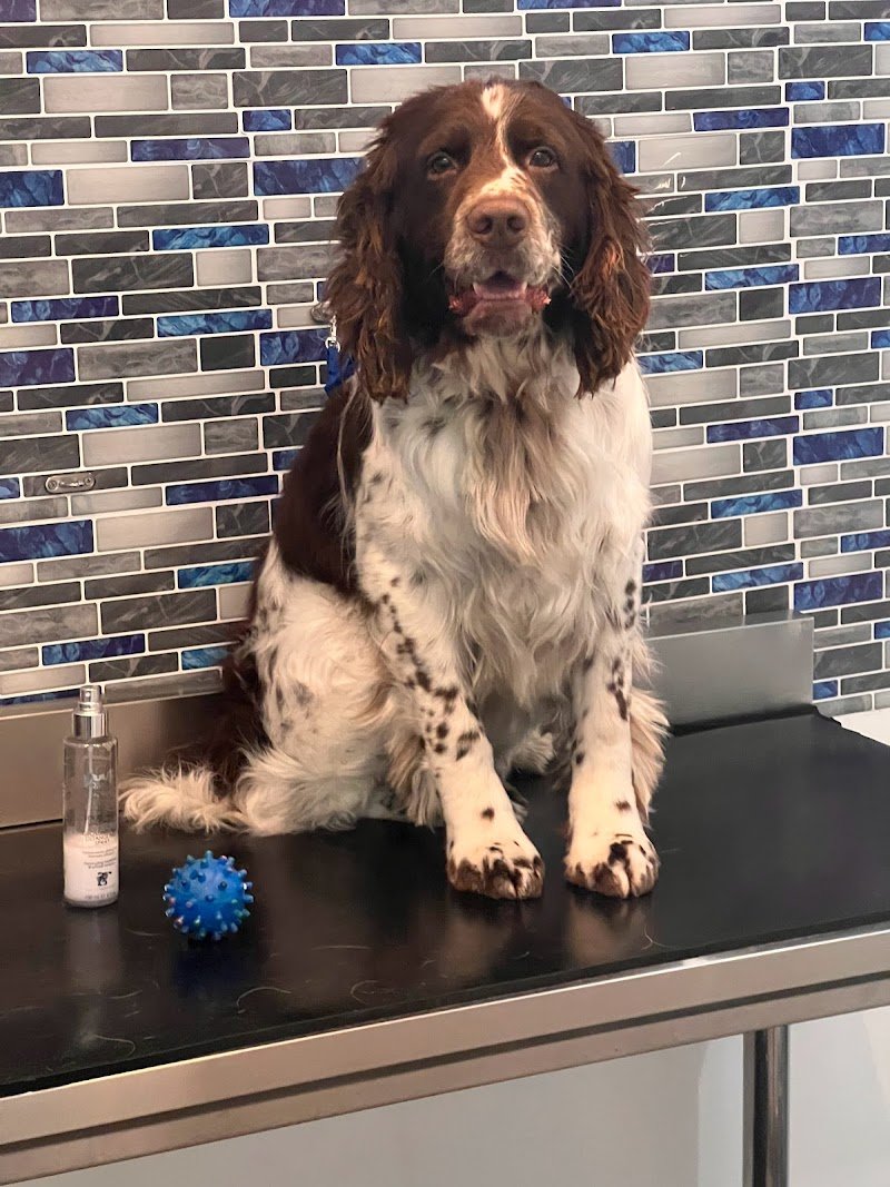 Shampoo e coccole- Toelettatura & Spa - Foto 6