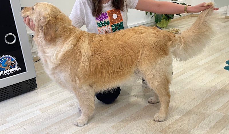 Shampoo&Coccole - Foto 1