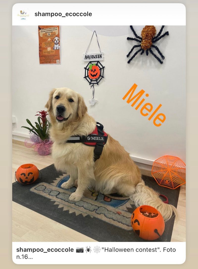 Shampoo&Coccole - Foto 5