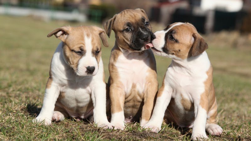 Shopping Dog - Foto 3