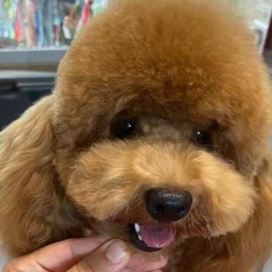 Silu for pet toelettatura negozio per animali - Foto 1