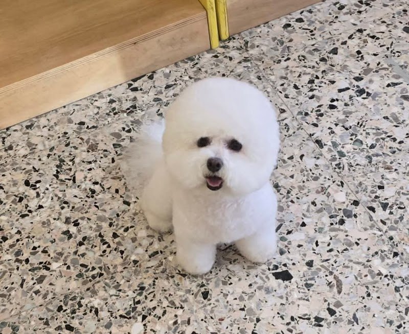 Silu for pet toelettatura negozio per animali - Foto 2