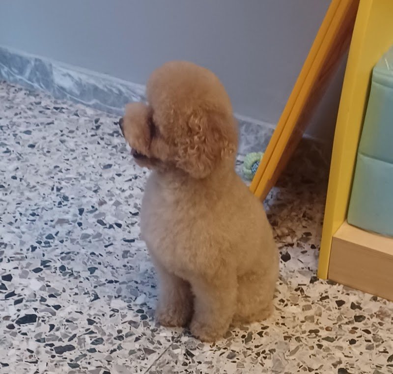 Silu for pet toelettatura negozio per animali - Foto 3