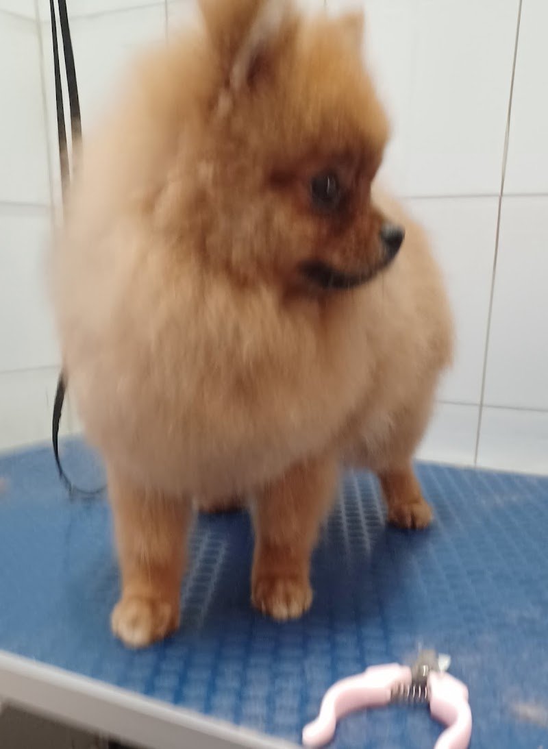 Silu for pet toelettatura negozio per animali - Foto 4