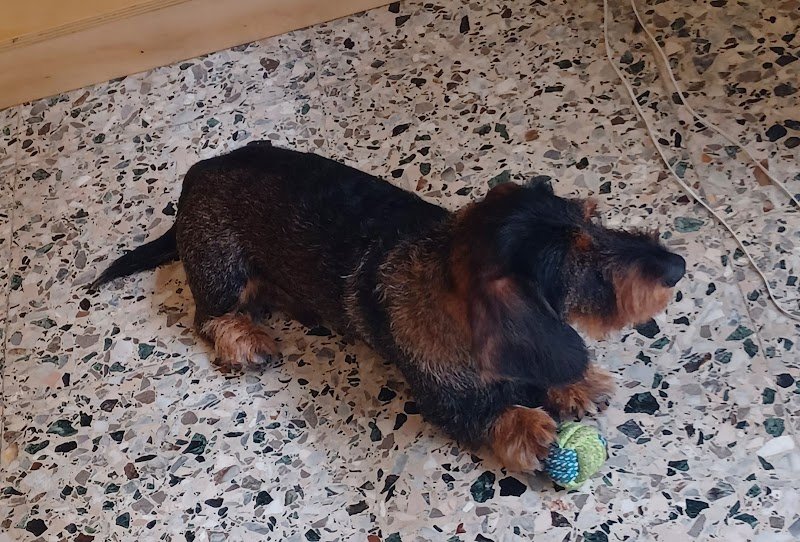 Silu for pet toelettatura negozio per animali - Foto 5