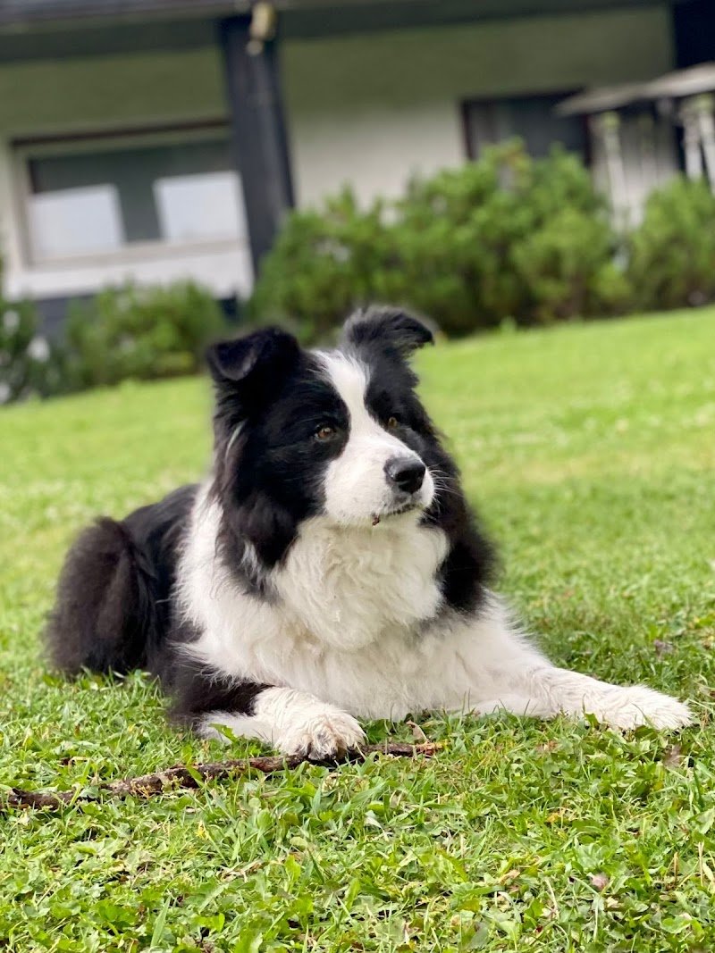 Silu for pet toelettatura negozio per animali - Foto 6