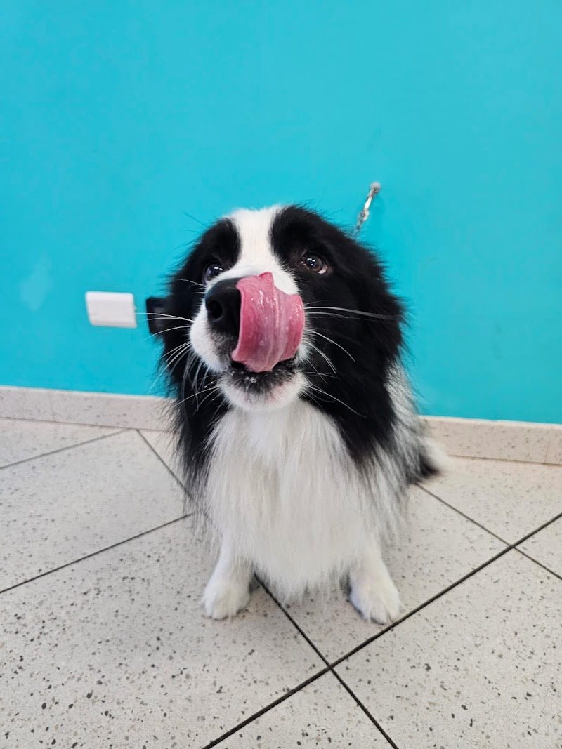 Silvia Zona Toelettatrice - Foto 2