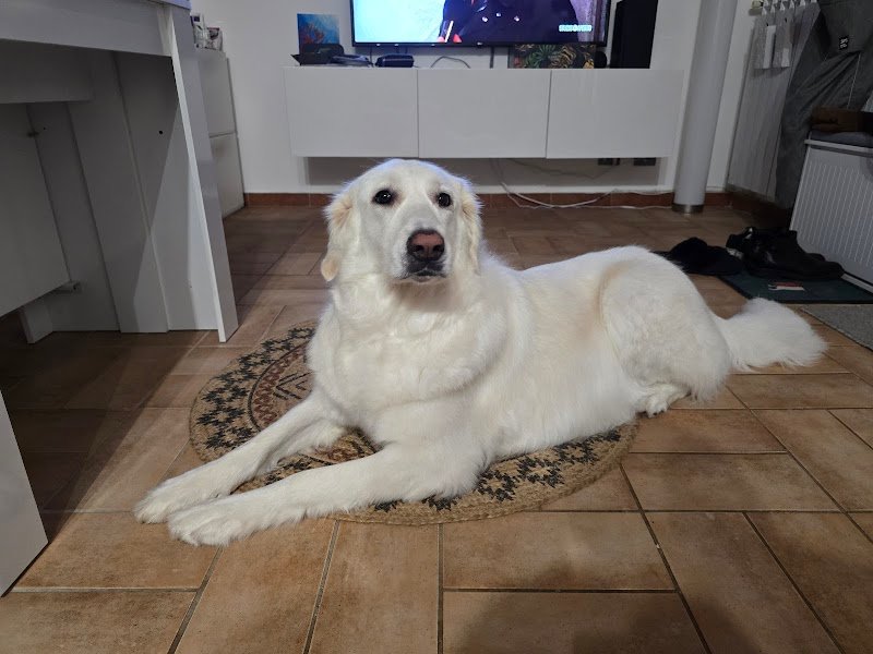 Silvia Zona Toelettatrice - Foto 3