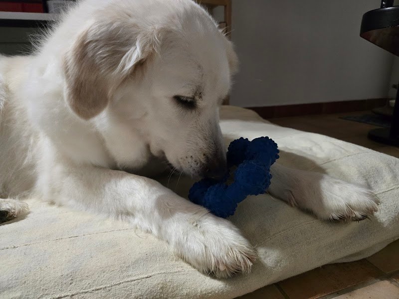 Silvia Zona Toelettatrice - Foto 4