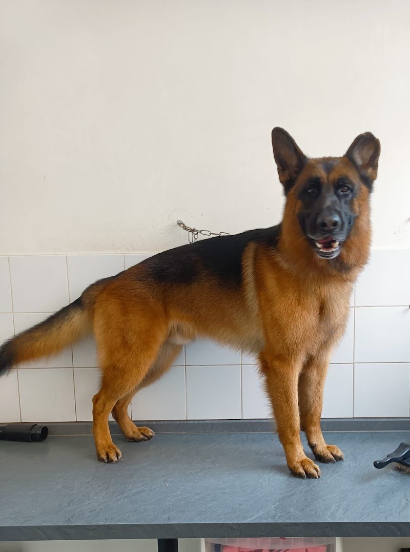 Silvia Zona Toelettatrice - Foto 6