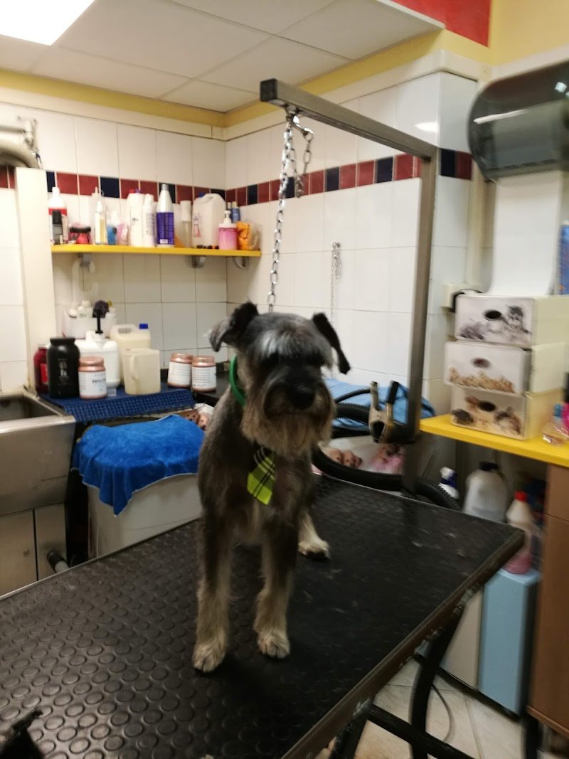 Simpatiche Canaglie Grosseto - Foto 2