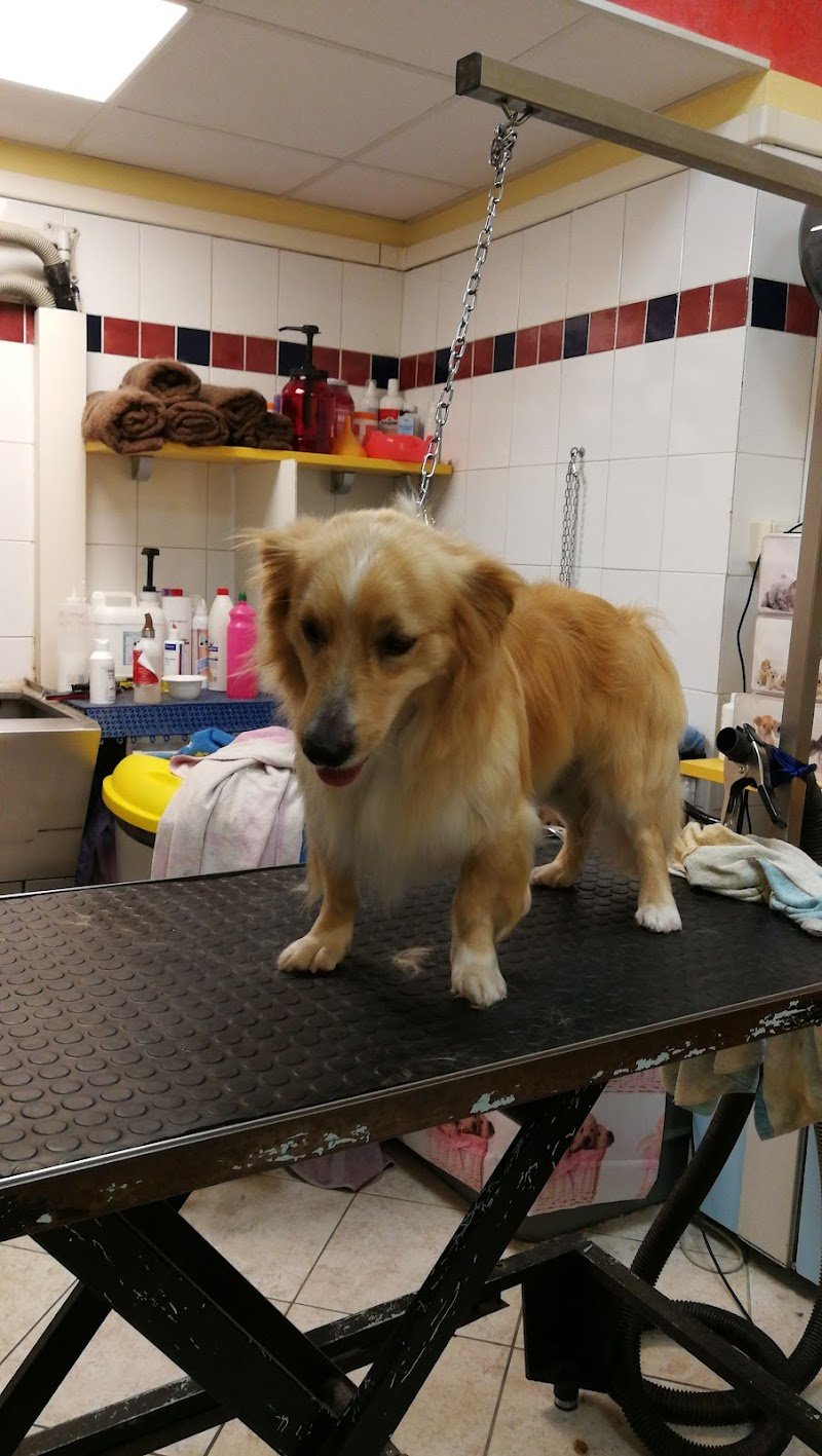 Simpatiche Canaglie Grosseto - Foto 3