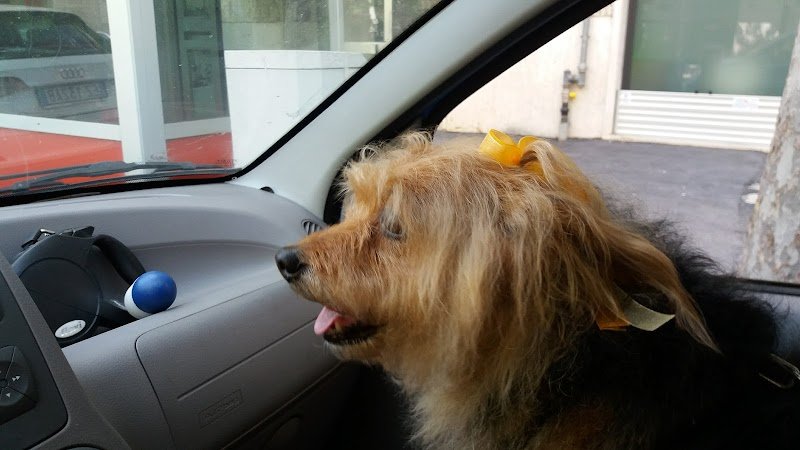 Simpatiche Canaglie Grosseto - Foto 4