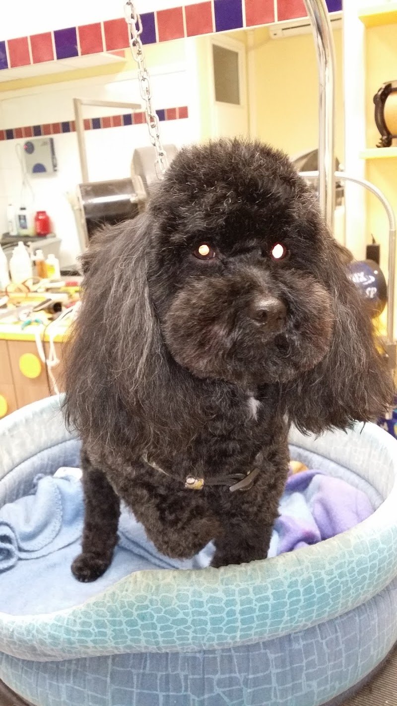 Simpatiche Canaglie Grosseto - Foto 5