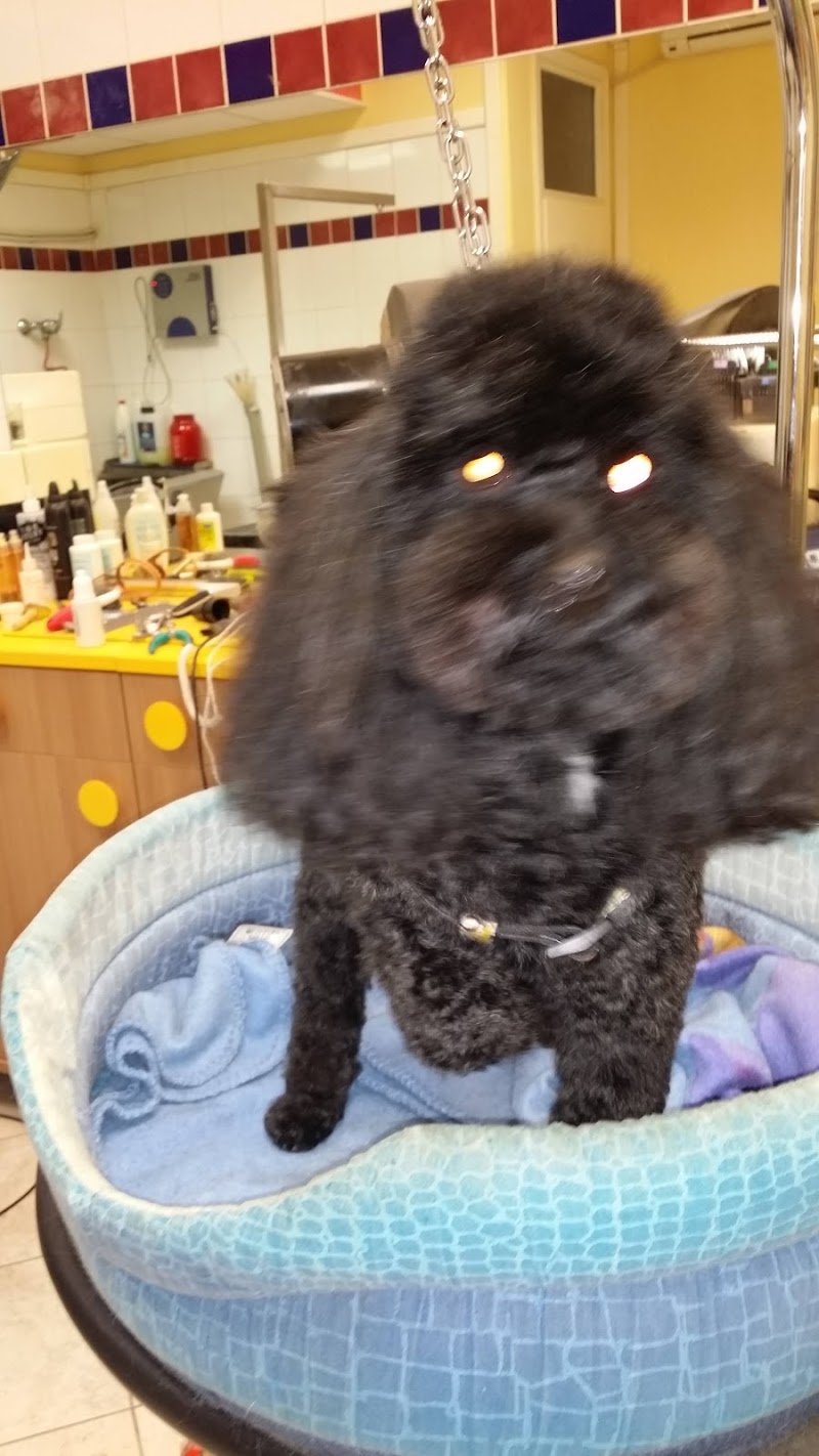 Simpatiche Canaglie Grosseto - Foto 6