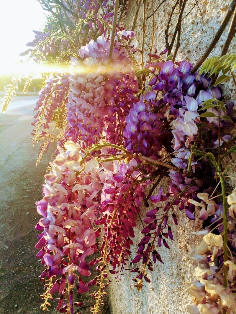 Simpatiche canaglie - Foto 4