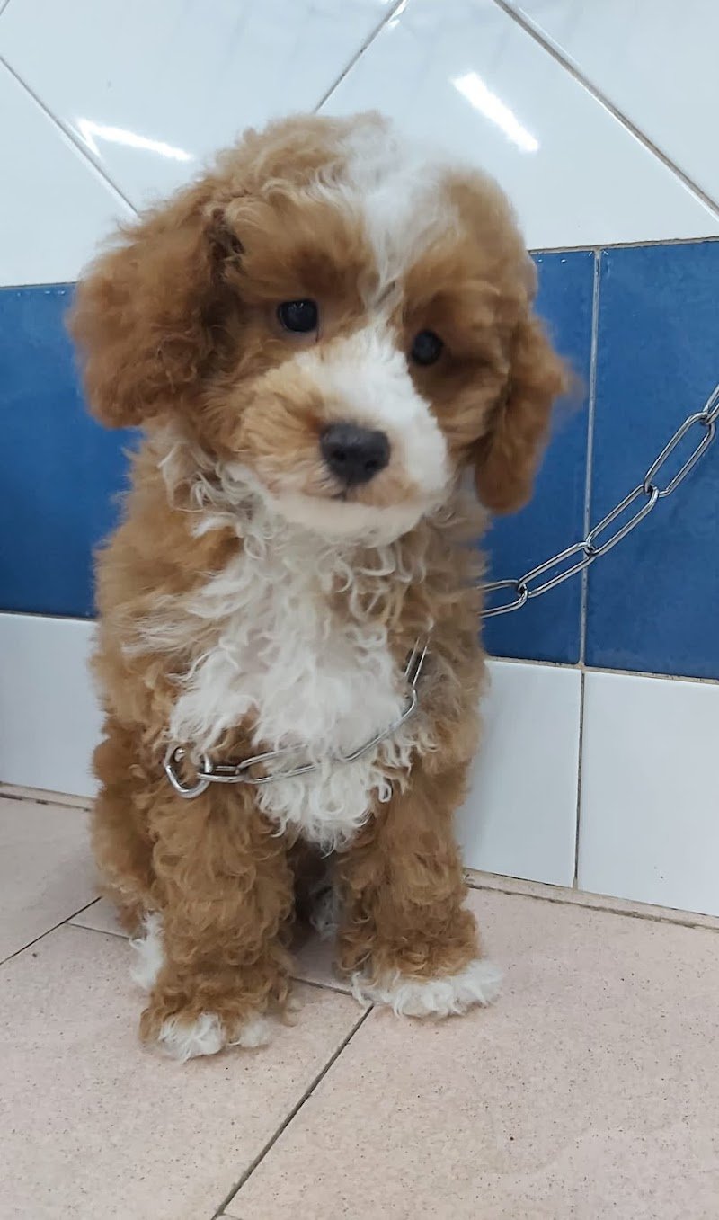 Simpatiche Canaglie - Foto 4