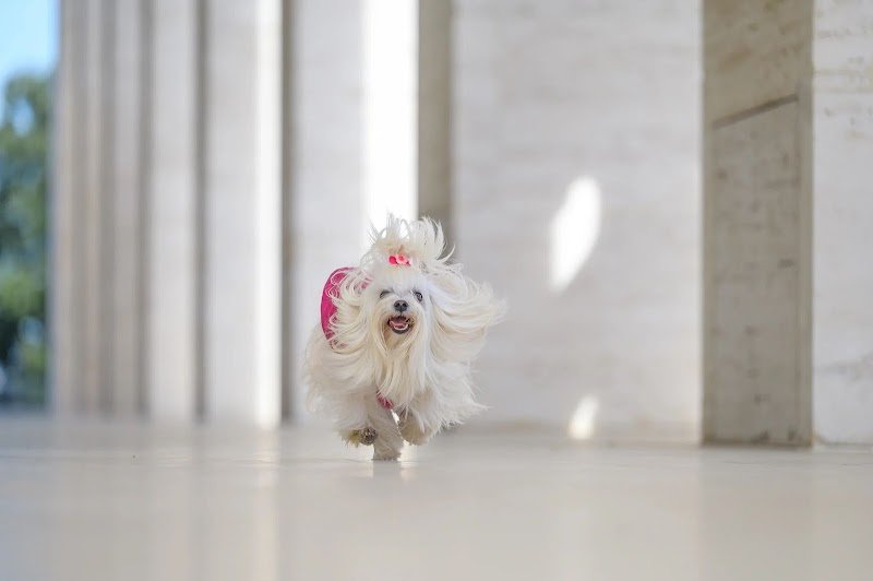 Sleepy and Dolly's Friends - Foto 1