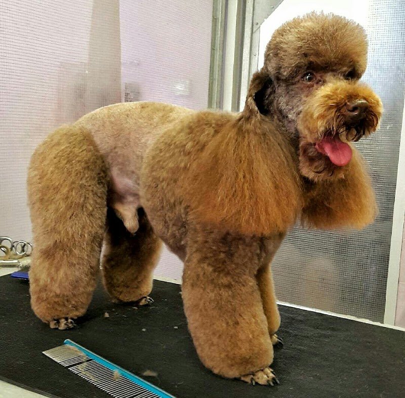 Sm Laboratorio Di Toelettatura - Foto 1