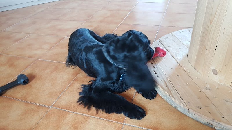 Sm Laboratorio Di Toelettatura - Foto 2