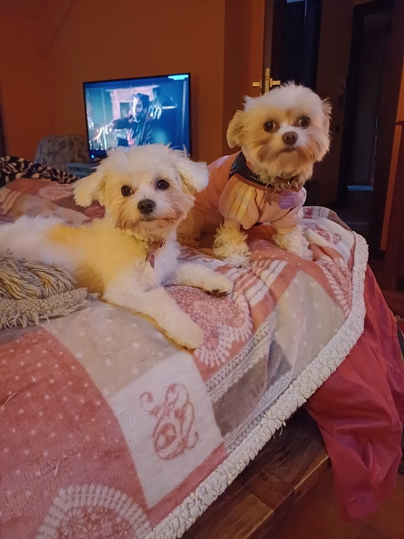 Sm Laboratorio Di Toelettatura - Foto 3