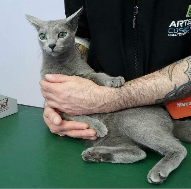 Sm Laboratorio Di Toelettatura - Foto 4