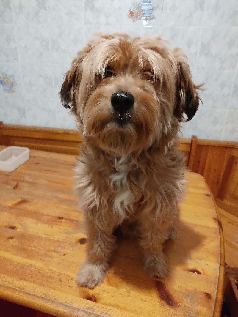 Sm Laboratorio Di Toelettatura - Foto 5