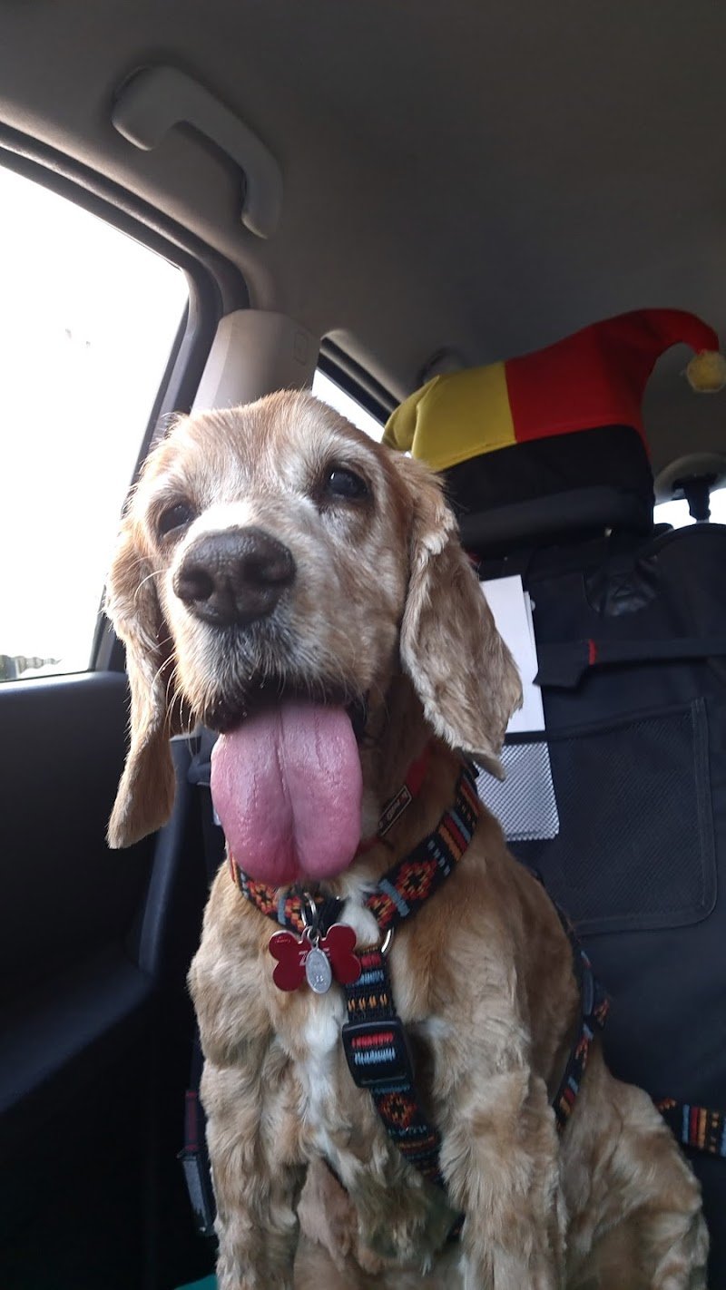 Sm Laboratorio Di Toelettatura - Foto 6