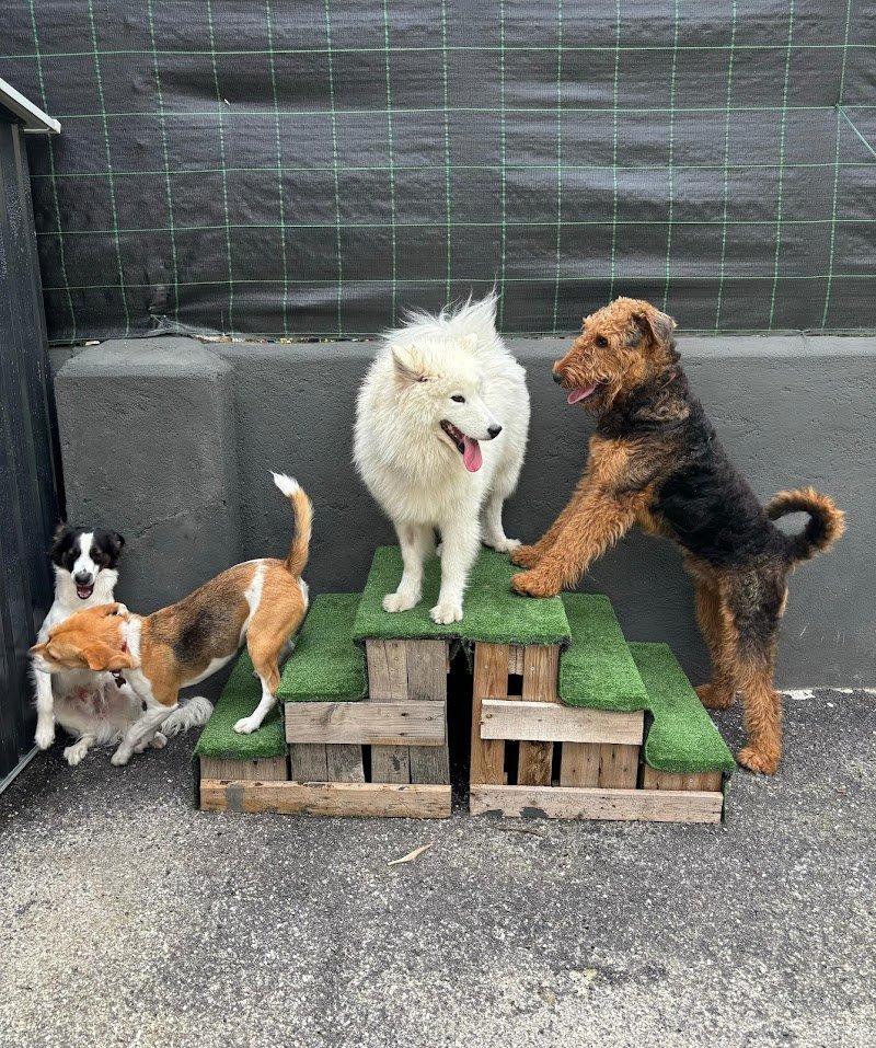 Snug Dog Center - Foto 2