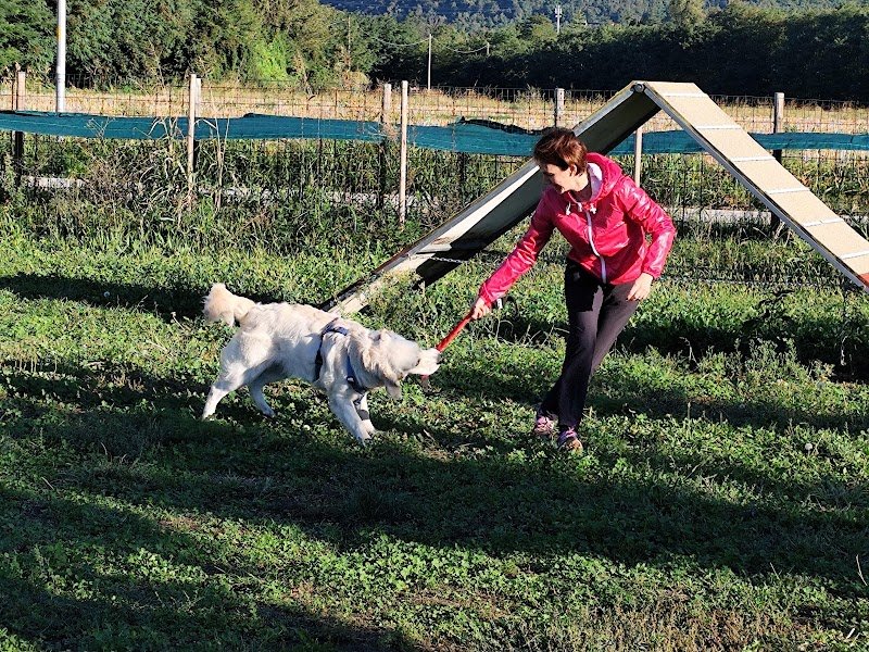 Snug Dog Center - Foto 3