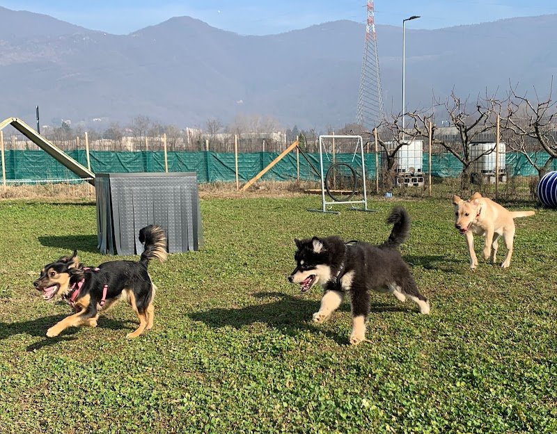 Snug Dog Center - Foto 4