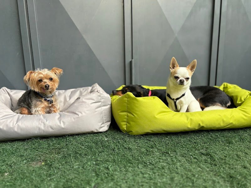 Snug Dog Center - Foto 5