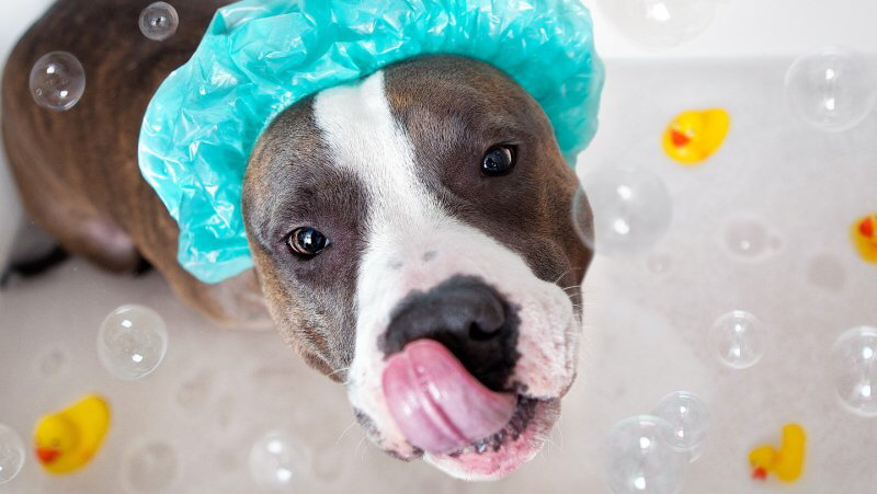 Sogni di Cuccia - Foto 1