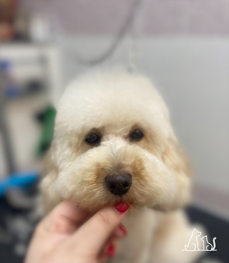 Sogni di Cuccia - Foto 2