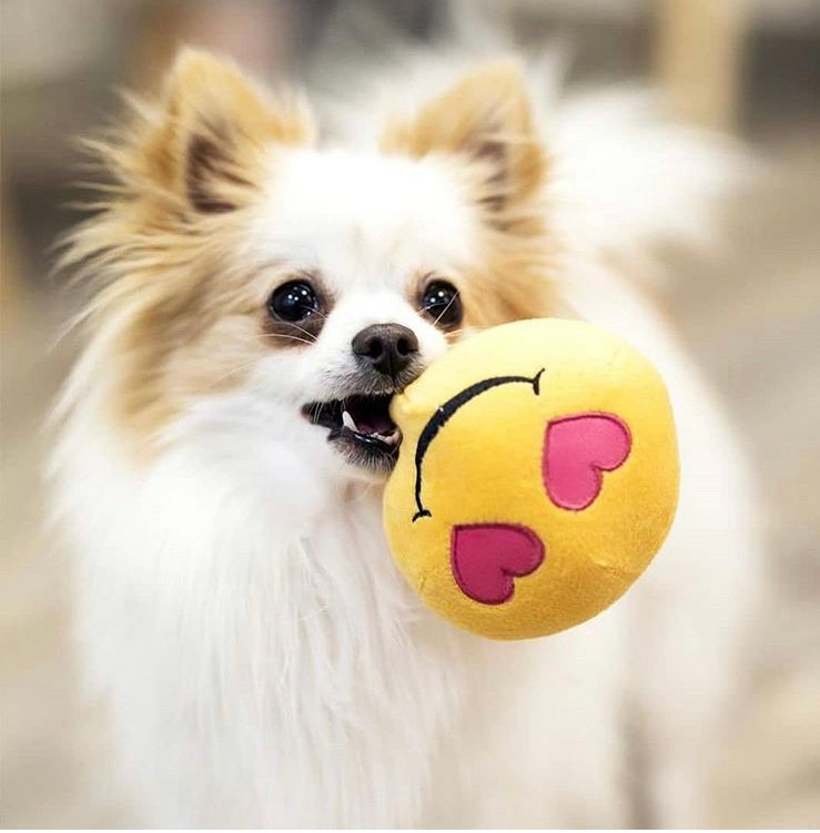 Sogni di Cuccia - Foto 3