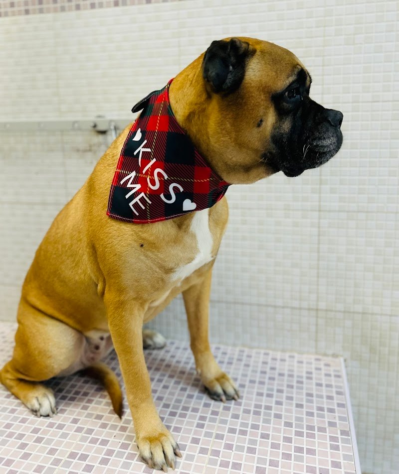 Sogni di Cuccia - Foto 4